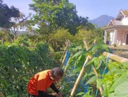 Pekarangan Lapas Talu Disulap Jadi Kebun Produktif