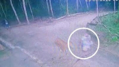 Tangkapan layar aksi pencurian sapi di Sampang yang terekam CCTV