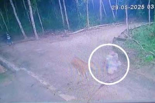 Tangkapan layar aksi pencurian sapi di Sampang yang terekam CCTV