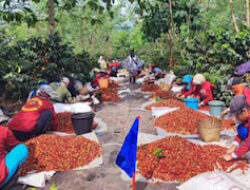 Kopi Arabika Indonesia Tembus Pasar Global Meski Hadapi Tarif AS