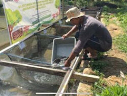 Semen Padang Dorong Ketahanan Pangan Lewat Budidaya Maggot