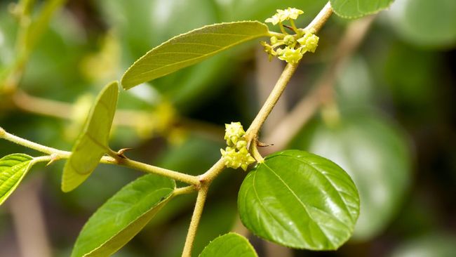 Tak sedikit orang yang ingin tahu daun bidara bisa untuk penyakit apa saja.