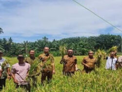 Pemkab Pasbar Genjot Produksi Padi, Target 20 Ribu Hektare di 2025