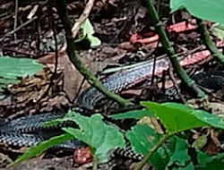 Langka dan Berbahaya, Ular Katang Kepala Merah Muncul di Palembayan Agam