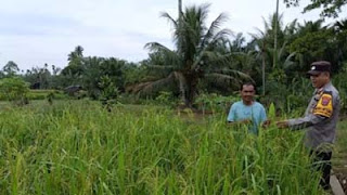 Salah satu tanaman padi milik masyarakat yang ada di Kabupaten Pasaman Barat.