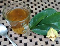 Teh Daun Sirsak, Rahasia Alami Atasi Stres, Diabetes, dan Gangguan Pencernaan