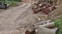 Novermal Temukan Aktivitas Pembalakan Liar di Hutan Pesisir Selatan.