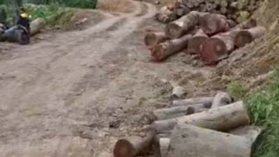 Novermal Temukan Aktivitas Pembalakan Liar di Hutan Pesisir Selatan.