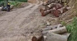 Novermal Temukan Aktivitas Pembalakan Liar di Hutan Pesisir Selatan.