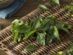 Rahasia Sehat dari Dapur, Air Rebusan Daun Salam dan Manfaatnya