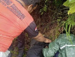 Warga Padang Pariaman Bersatu Cari Gadis Hilang, Ditemukan Selamat di Semak-semak