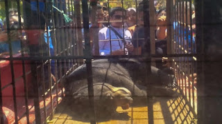 Warga mengamati seekor beruang madu jantan yang dibius petugas.