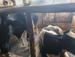 Diduga Terinfeksi Penyakit Langka, 16 Sapi Mati di Lembang