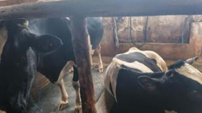 Sapi Mati Setelah Melahirkan