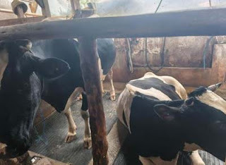 Sapi Mati Setelah Melahirkan