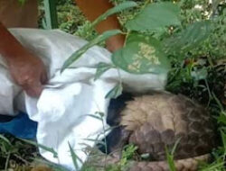 BKSDA Ungkap Perdagangan Ilegal Satwa Kritis di Agam