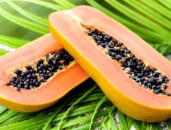 Jangan Asal Campur! Ini Kombinasi Makanan yang Harus Dihindari Saat Makan Pepaya