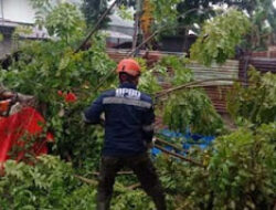 Warga Diimbau Waspada Pohon Rapuh Pasca Hujan Deras di Padang