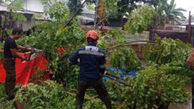 Proses pembersihan pohon yang menimpa rumah warga di Padang