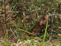 Kucing Emas Dilindungi Dievakuasi dari Jerat di Lubuksikaping