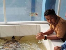 Pemerintah Beri Kompensasi Warga yang Serahkan Telur Penyu