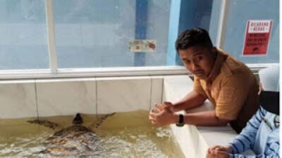 Pemerintah Beri Kompensasi Warga yang Serahkan Telur Penyu