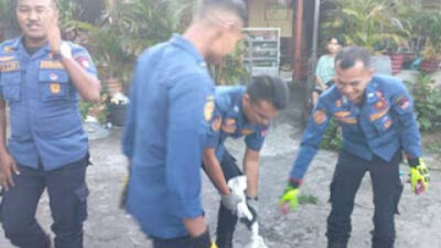 Tim Damkar Kota Padang berhasil menangkap seekor ular piton