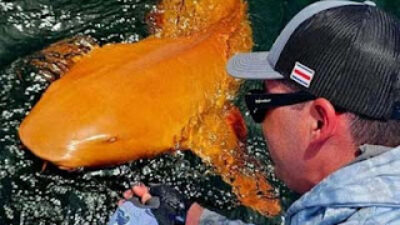 Dunia dikejutkan penemuan hiu berwarna oranye