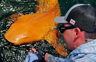 Dunia dikejutkan penemuan hiu berwarna oranye