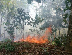 BPBD, Kebakaran Lahan di Solok Hampir Terjadi Setiap Hari
