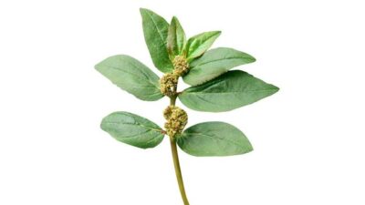 Patikan Kebo, Tanaman Obat yang Bantu Atasi Beragam Penyakit