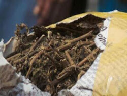 BNNP Riau Gerebek Peredaran Ganja di Area Kampus
