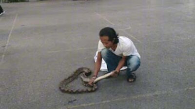 Ular Sembunyi di Kandang Ayam dan Rumpun Bambu, Dievakuasi Damkar Solok