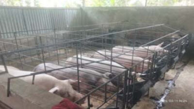 Salah satu kandang peternak lokal dengan model baterai di Kepulauan Nias, Sumatera Utara.