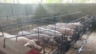 Salah satu kandang peternak lokal dengan model baterai di Kepulauan Nias, Sumatera Utara.