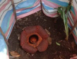 Rafflesia Langka di Solok, Beberapa Bunga Melewati Pantauan Tim