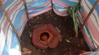 Rafflesia