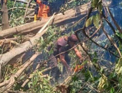 Angin Kencang Sebabkan Pohon Runtuh di Kawasan Teluk Bayur