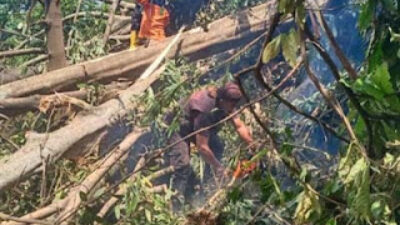 Pohon Beringin Tumbang