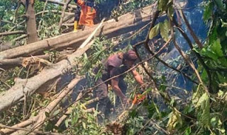 Pohon Beringin Tumbang