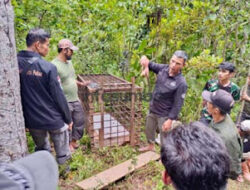 Jejak Harimau Ditemukan, Warga Diminta Waspada