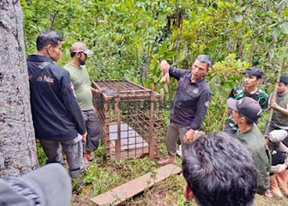 Tim BKSDA Pantau dan Pasang Kamera Jebak di Lokasi Serangan Harimau