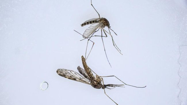 Nyamuk tak sembarangan datang, ternyata ada beberapa faktor yang membuatnya muncul.