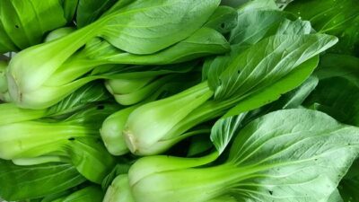 Pakcoy jadi salah satu sayuran yang tinggi kalsium.