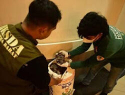 Perdagangan Ilegal Tenggiling Terbongkar, BKSDA Amankan Barang Bukti