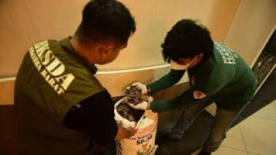 Petugas BKSDA memeriksa karung berisi puluhan kilogram sisik tenggiling