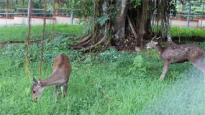 Dua Rusa Hiasi Taman Binatang PDIKM