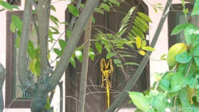 Lokasi penemuan lima jenazah yang terkubur di sebuah rumah Kabupaten Indramayu.