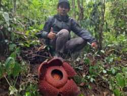 14 Bonggol Rafflesia Siap Mekar, Tim Belukar Pantau