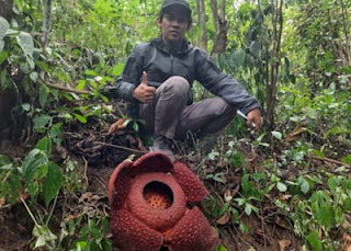 Rafflesia